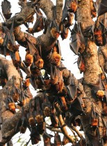الخفافيش الهندية تستريح على أغصان الأشجار داخل مجمع المعبد في قرية كادامباشبورام في ولاية كيرالا الجنوبية. (رويترز)