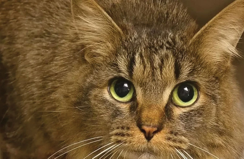 بعد 443 يوماً.. القطة «المعجزة» تعود لعائلتها 