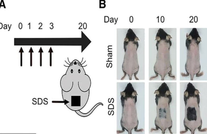 مصل ثوري لإعادة نمو الشعر خلال 20 يوماً فقط