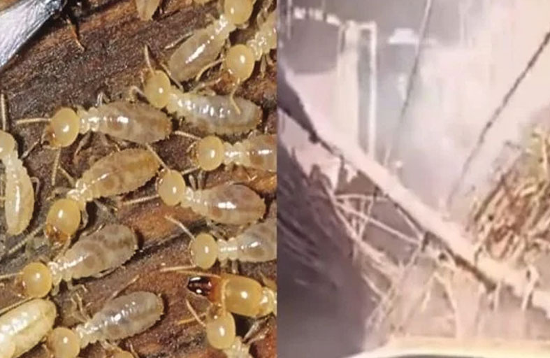 هل تسبب «النمل الأبيض» في انهيار منازل الأقصر؟
