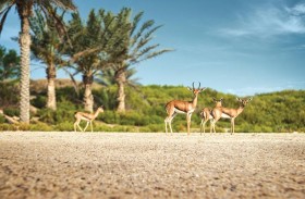 جزيرة السعديات أبوظبي تحتفي باليوم العالمي للأحياء البرية 