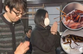 شركة مبيدات تقيم حفلاً لتكريم الحشرات النافقة