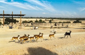 حديقة الحيوانات بالعين تحافظ على ظبي النيل النادر بإكثاره ومنحه بيئات طبيعية