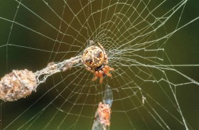 عناكب تصنع نسخًا وهمية من نفسها لتفادي افتراسها