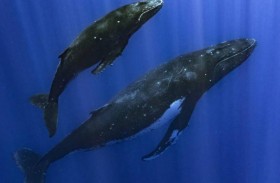 علماء يقتفون آثار الحيتان الحدباء في مياه أنتركتيكا 