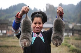 جرذان الخيزران  وجبة شعبية في الصين