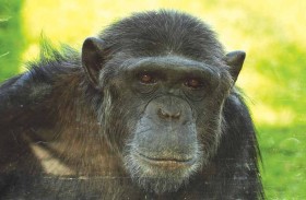 حديقة الحيوانات بالعين تحتفل باليوم العالمي للشمبانزي