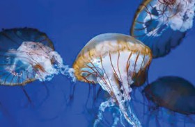 استراتيجيات نوم «مذهلة» للحيوانات في البيئات القاسية