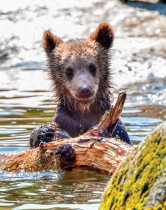 شبل الدب يستمتع في بركة مبردة في حديقة حيوان استوكهولم في سكانسن حيث كانت درجة الحرارة 30 درجة مئوية. ا ف ب