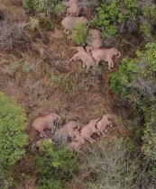 أفيال تستريح في غابة بالقرب من كونمينغ، في مقاطعة يونان جنوب غرب الصين على بعد 500 كيلومتر شمالًا من موطنها الطبيعي. ا ف ب