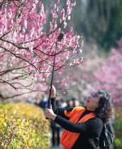 امرأة تلتقط صورًا «سيلفي» وسط الأزهار في مهرجان نانجينغ الدولي لأزهار البرقوق في نانجينغ بمقاطعة جيانغسو شرقي الصين. ا ف ب 