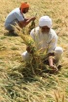 مزارعان يتفقدان محصول القمح بالأرض بعد هطول أمطار غزيرة في حقل على مشارف أمريتسار بالهند -ا ف ب