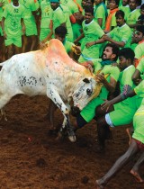ثور يهاجم المشاركين في مهرجان «جاليكاتو» السنوي لترويض الثيران في قرية بالاميدو في ضواحي مادوراي الهندية. ا ف ب