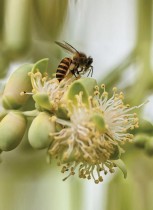 نحلة تتغذى على رحيق زهرة بحديقة في سنغافورة - ا ف ب