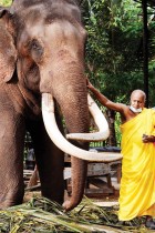 راهب سيريلانكي يمسح فيل كجزء من طقوس الاحتفال بالعام الجديد وفقًا للتقاليد في معبد كولومبو  “ا ف ب»