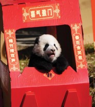 ديسم الباندا يلعب بزخارف احتفالية غرب الصين قبل السنة القمرية الجديدة للثور التي تصادف في 12 فبراير. ا ف ب