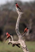 طيور أكلة النحل تقف على غصن شجرة في حديقة الدندر الوطنية ، على بعد حوالي 400 كيلومتر جنوب شرق العاصمة السودانية.« ا ف ب «