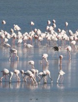 طيور الفلامنغو في بحيرة مالحة في لارنكا ، قبرص.  رويترز