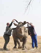 الطبيبة البيطرية ميشيل أوتو ومساعدها باتريك عصبوا عيني وحيد القرن قبل نقله من مزرعة بوفالو دريم ، أكبر محمية خاصة لوحيد وحيد القرن في القارة.   رويترز