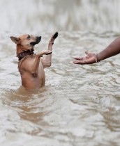 كلب يطلب المساعدة في طريق غمرته المياه في كادويلا ، إحدى ضواحي كولومبو، في سريلانكا. رويترز