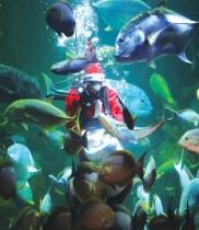 الغواص فشري هاريانسيا ، 26 عامًا ، يرتدي زي بابا نويل ، يطعم الأسماك خلال عرض في احتفالات عيد الميلاد في حوض أسماك في جاكرتا، إندونيسيا.  «رويترز»
