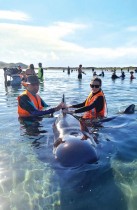 المتطوعون يساعدون في إعادة الحيتان العالقة إلى البحر في ساوث آيلاند ، نيوزيلندا.  رويترز