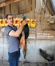الفلسطيني غازي فاري يربي الطاووس في مزرعته كهواية ومصدر دخل، في عرابة بالضفة الغربية. رويترز