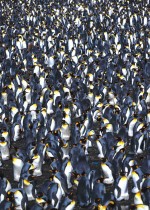 الآلاف من طيور البطريق، في جزء من جزر كروزيت التي هي أرخبيل شبه أنتاركتيكا في الجنوب الفرنسي . (ا ف ب)