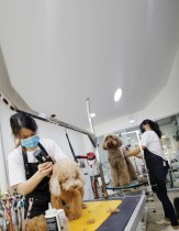 الاعتناء بالكلاب في بيت هاوس حيث تستأنف خدمات الحيوانات الأليفة وسط تفشي فيروس كورونا في سنغافورة. (رويترز)