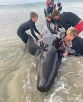 مجموعة من الأشخاص تساعد ويليامز، ونيك موبراي ، مؤسس زورو ، في إنقاذ حوت على الشاطئ في نيوزيلندا. رويترز
