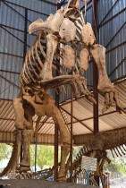 منظر عام لهيكل عظمي لديناصور في المتحف الوطني في النيجر أو متحف بوبو هاما، وهو أيضًا حديقة حيوانات، في نيامي. ا ف ب