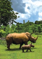 صغير وحيد القرن الأفريقي المهدد بالانقراض بسبب الصيد الجائر يتجول مع والدته في حديقة الحيوانات الوطنية في كوبا. ا ف ب