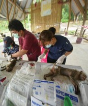 القرود البرية التي تم إنقاذها من شاحنة أثناء محاولة تهريب تتلقى الرعاية في مستشفى الحيوانات في ناخون نايوك، تايلاند. رويترز