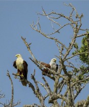 نسور تقف على أغصان الأشجار في حديقة يالا الوطنية ، على بعد حوالي 250 كيلومترًا جنوب غرب كولومبو.ا ف ب 