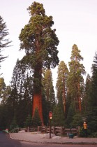 شجرة سيكويا عملاقة عمرها 2200 عام وارتفاعها 257 قدمًا ، في حديقة سيكويا الوطنية، كاليفورنيا.أ.ف.ب 