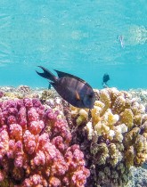 سمكة الجراح المخططة تسبح بجوار الشعاب المرجانية على طول الساحل الجنوبي للبحر الأحمر في مصر شمال مرسى علم. (ا ف ب)