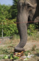 الفيل الآسيوي «أرتيدا» في حديقة حيوان مدينة صوفيا البلغارية، بعد أن تم تقديم كعكة خاصة لها في عيد ميلادها السابع والخمسين. رويترز