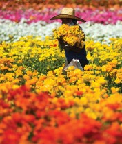 عامل يحمل حزمًا من زهور الحوذان العملاقة بمزرعة كبيرة في كارلسباد ، كاليفورنيا. ا ف ب