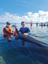 رجال الإنقاذ يتسابقون لإنقاذ العشرات من الحيتان التي كانت بالشواطئ على امتداد ساحل نيوزيلندا. ا ف ب