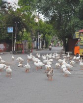 قطيع من الأوز يتجول في شارع مهجور خلال الإغلاق الجزئي للحد من انتشار فيروس كورونا في جواهاتي بالهند (ا ف ب) 