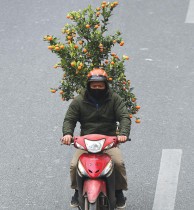 رجل ينقل شجرة برتقال على دراجة بخارية قبل حلول العام القمري الجديد في هانوي، فيتنام -ا ف ب