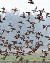 طيور مهاجرة تحلق فوق الأراضي الرطبة في محمية بوبيتورا للحياة البرية في موريجاون بولاية آسام الهندية.ا ف ب