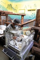 حارس حديقة الحيوان بموسكو يفحص شبل باندا عملاقة يبلغ من العمر شهرًا واحدًا يرقد في حاضنة بالحديقة. رويترز