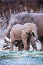 تتمتع الأفيال بعاصفة ثلجية نادرة في حديقة حيوانات ريد بارك في توكسون، أريزونا، الولايات المتحدة. رويترز