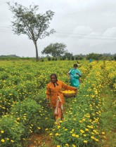مزارعون يحملون أزهار القطيفة المنسقة في سلة من حقل في ضواحي بنغالور. ا ف ب