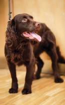 Joe الكلب البالغ من العمر عامًا واحدًا والقادر على اكتشاف COVID-19 في عينات لعاب البشر، في عيادة بيطرية بجامعة هانوفر، ألمانيا.   رويترز