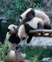 مجموعة من دبب الباندا تلعب في حظيرتها في حديقة حيوان في تشونغتشينغ جنوب غرب الصين. (ا ف ب)