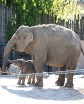 فيل آسيوي عمره أسبوع واحد مع والدته أنجلي في حديقة حيوان بودابست، المجر.  رويترز