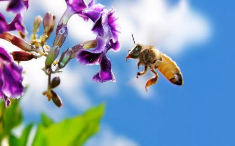 الأزهار تشعر بطنين كهربائي عند اقتراب النحل