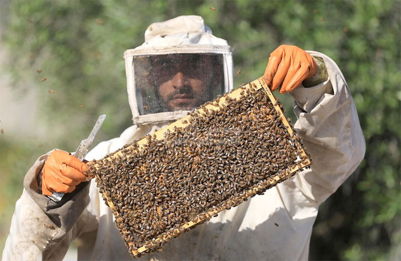 تغير المناخ يهدد تربية النحل في غزة